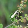 Agriphila inquinatella